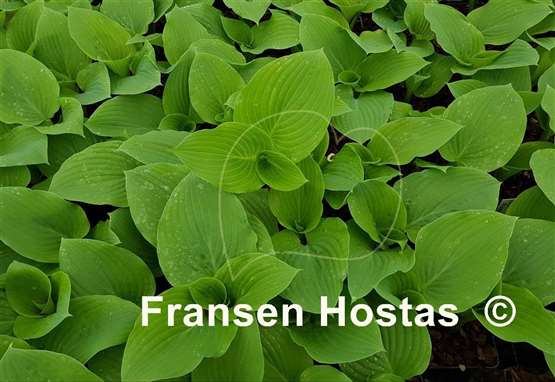 Hosta Blue Ridge  